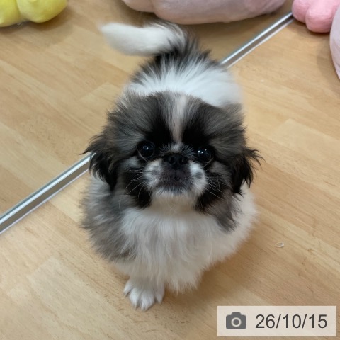 ペキニーズの写真
