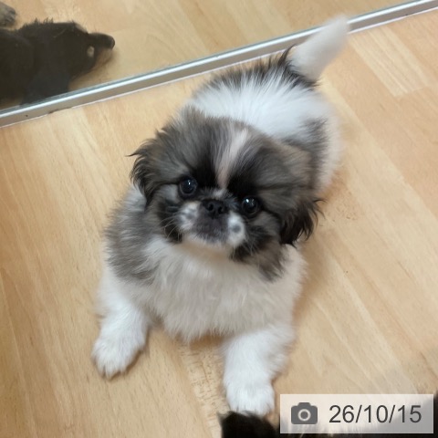 ペキニーズの写真