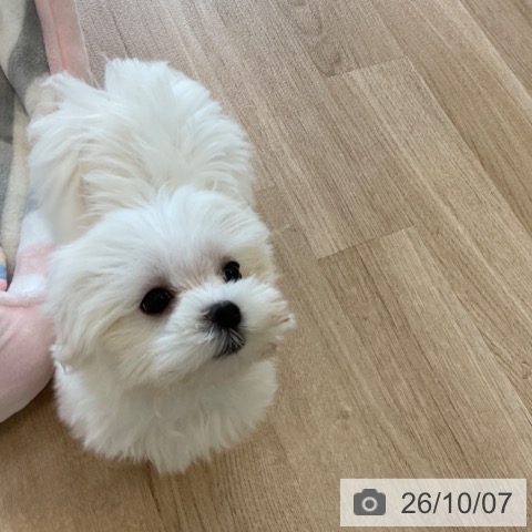 マルチーズの写真