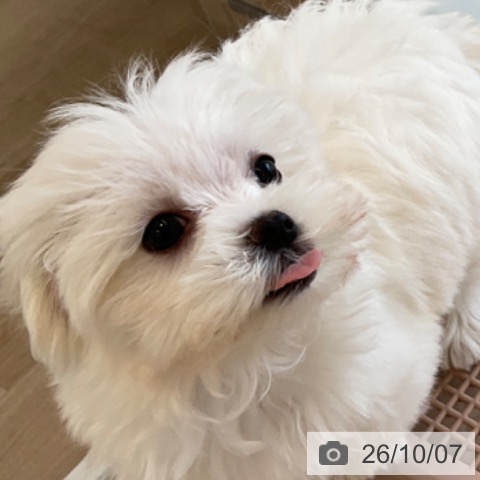 マルチーズの写真