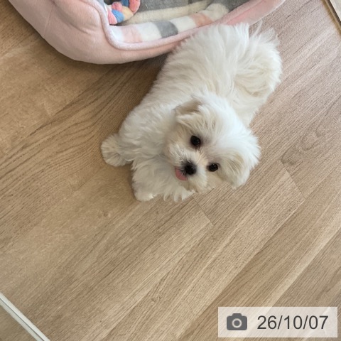 マルチーズの写真
