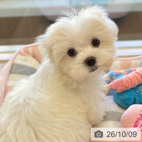 福岡県のマルチーズ (ペットプラス ららぽーと福岡店/2026年8月2日生まれ/女の子/ホワイト)の子犬の4枚目の画像