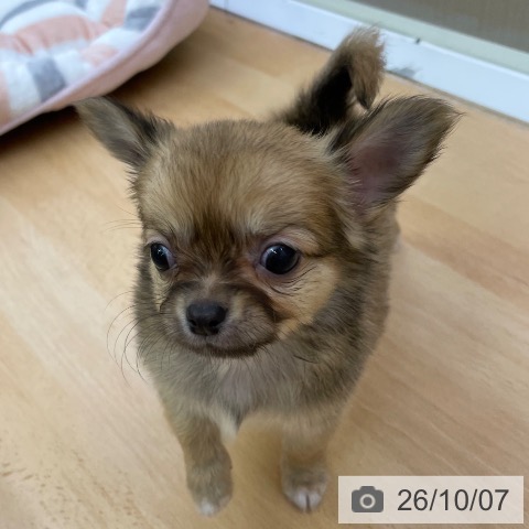 福岡県のチワワ(ロング) (ペットプラス 福岡店/2026年8月4日生まれ/男の子/フォーン)の子犬の4枚目の画像