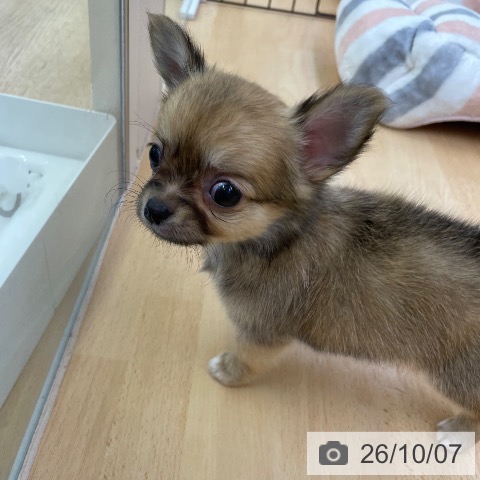 福岡県のチワワ(ロング) (ペットプラス 福岡店/2026年8月4日生まれ/男の子/フォーン)の子犬の3枚目の画像