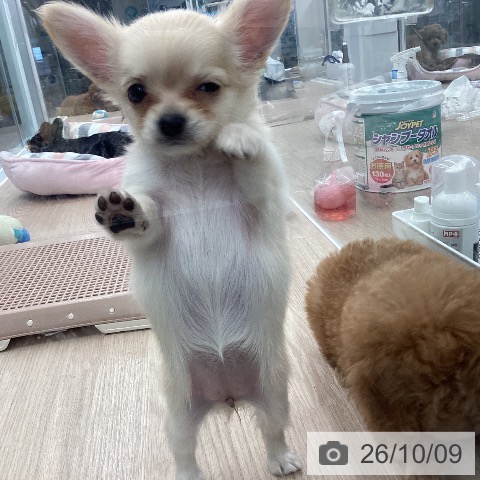 埼玉県のチワワ(ロング) (ペットプラス 上尾店/2026年8月4日生まれ/女の子/クリーム)の子犬の4枚目の画像