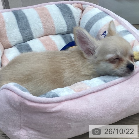 埼玉県のチワワ(ロング) (ペットプラス 上尾店/2026年8月4日生まれ/女の子/クリーム)の子犬の3枚目の画像