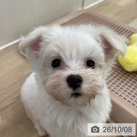 東京都のマルチーズ (ペットプラス 東久留米店/2026年8月1日生まれ/男の子/ホワイト)の子犬の4枚目の画像