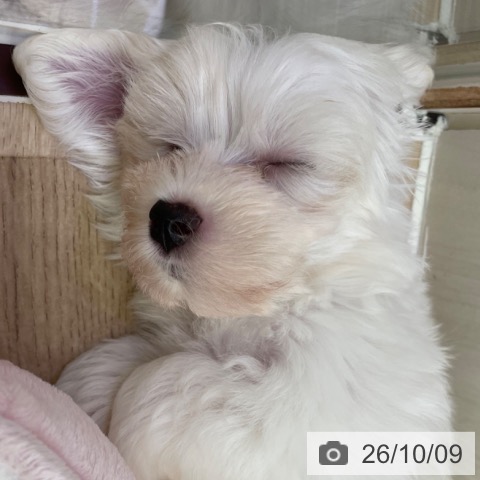 東京都のマルチーズ (ペットプラス 東久留米店/2026年8月1日生まれ/男の子/ホワイト)の子犬の3枚目の画像