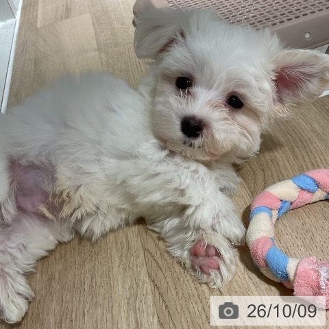 神奈川県のマルチーズ (ペットプラス 湘南平塚店/2026年8月1日生まれ/男の子/ホワイト)の子犬の4枚目の画像