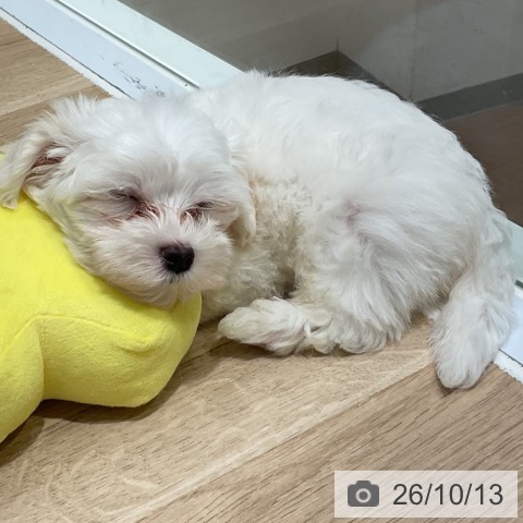 神奈川県のマルチーズ (ペットプラス 湘南平塚店/2026年8月1日生まれ/男の子/ホワイト)の子犬の3枚目の画像