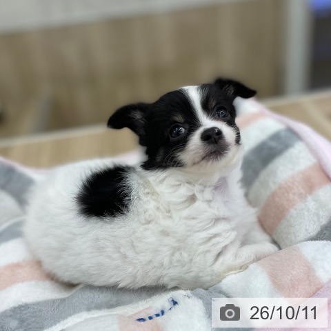 山梨県のチワワ(ロング) (ペットプラス 甲府国母店/2026年8月5日生まれ/男の子/ホワイトブラックタン)の子犬の4枚目の画像