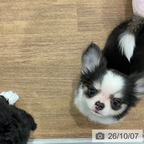 チワワの写真