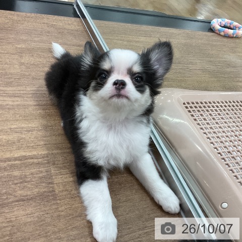 チワワの写真