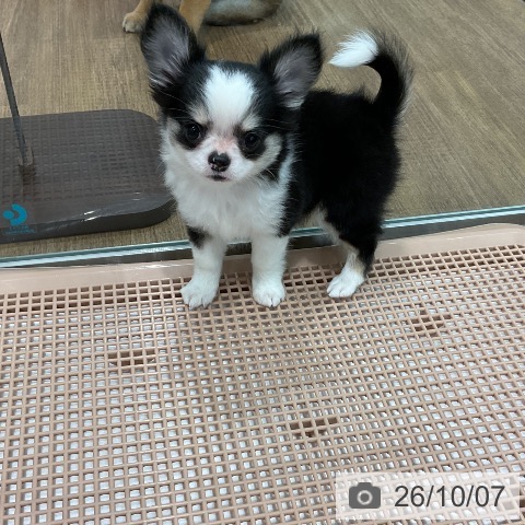 チワワの写真