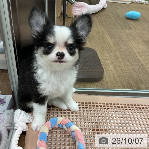 チワワの写真
