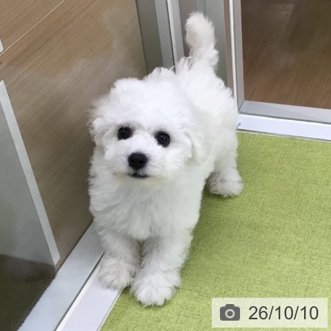 沖縄県のビションフリーゼ (ペットプラス 沖縄ライカム店/2026年8月5日生まれ/男の子/ホワイト)の子犬の4枚目の画像