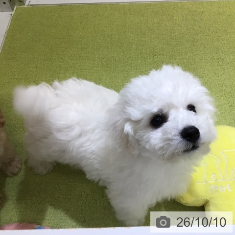 沖縄県のビションフリーゼ (ペットプラス 沖縄ライカム店/2026年8月5日生まれ/男の子/ホワイト)の子犬の3枚目の画像