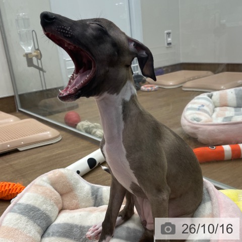 神奈川県のイタリアングレーハウンド (ペッツワン 鎌倉梶原店/2026年8月1日生まれ/女の子/シールホワイト)の子犬の4枚目の画像