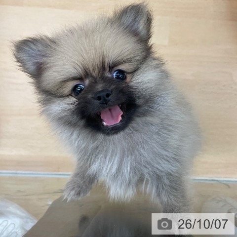 ポメラニアンの写真