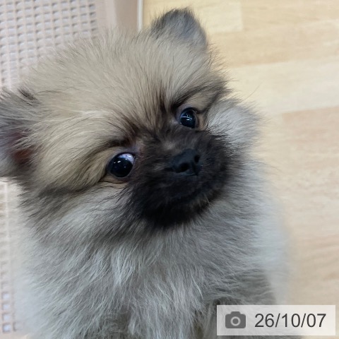 ポメラニアンの写真