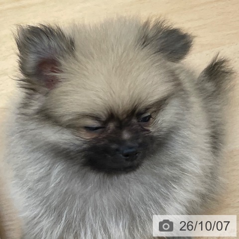 ポメラニアンの写真