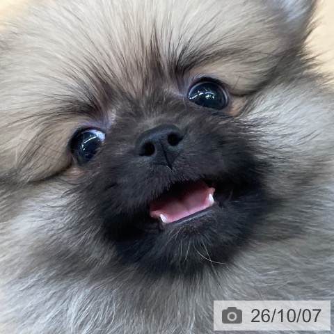 ポメラニアンの写真