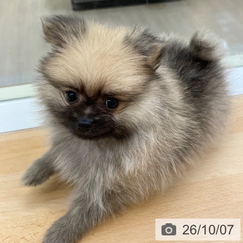 ポメラニアンの写真