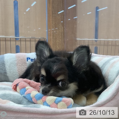 埼玉県のチワワ(ロング) (ペッツワン 浦和美園店/2026年8月5日生まれ/女の子/ブラックタンホワイト)の子犬の4枚目の画像