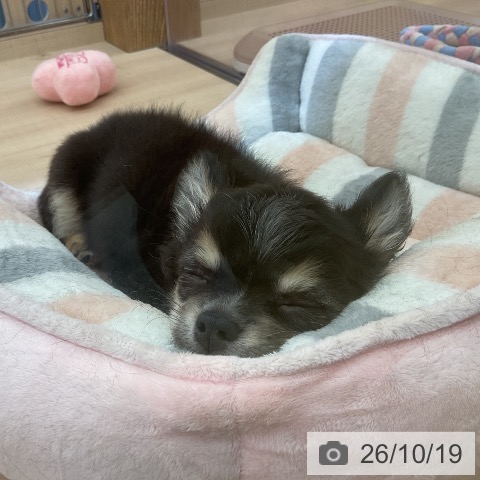 埼玉県のチワワ(ロング) (ペッツワン 浦和美園店/2026年8月5日生まれ/女の子/ブラックタンホワイト)の子犬の3枚目の画像