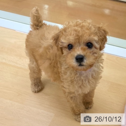 福岡県のトイプードル(トイ) (ペットプラス 黒崎店/2026年8月6日生まれ/男の子/アプリコット)の子犬の4枚目の画像