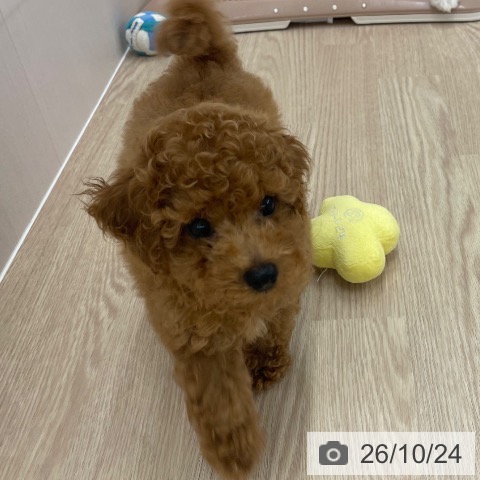 長崎県のトイプードル(トイ) (ペットプラス 長崎店/2026年8月6日生まれ/男の子/レッド)の子犬の3枚目の画像