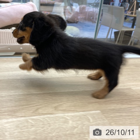 ミニチュア・ダックスフンドの写真