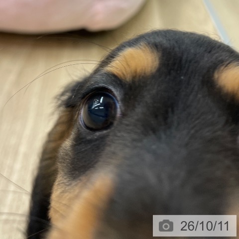 ミニチュア・ダックスフンドの写真