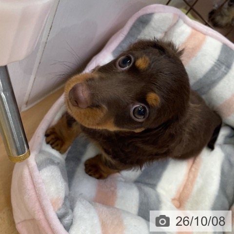 ミニチュア・ダックスフンドの写真