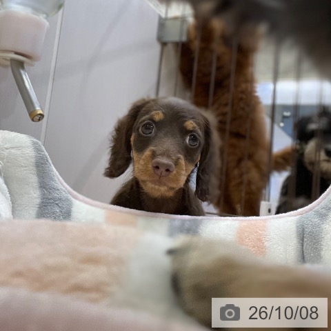 ミニチュア・ダックスフンドの写真
