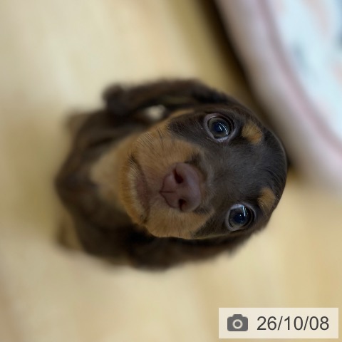 ミニチュア・ダックスフンドの写真