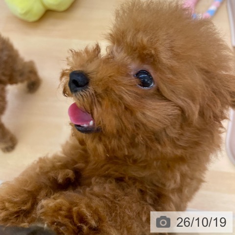 福岡県のトイプードル(トイ) (ペットプラス 八幡東店/2026年8月2日生まれ/女の子/レッド)の子犬の3枚目の画像