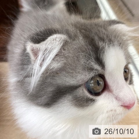 スコティッシュフォールドの写真