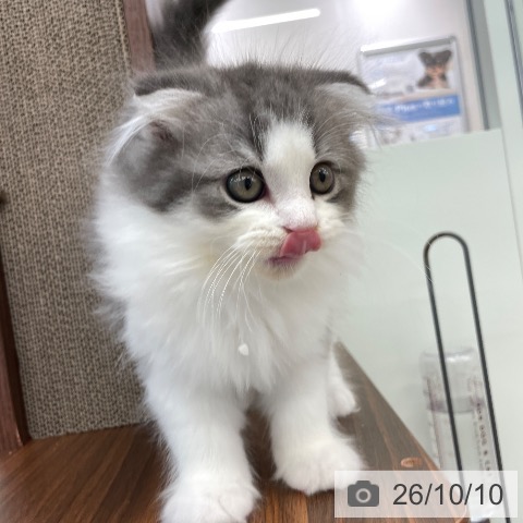 スコティッシュフォールドの写真