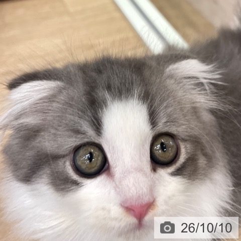 スコティッシュフォールドの写真
