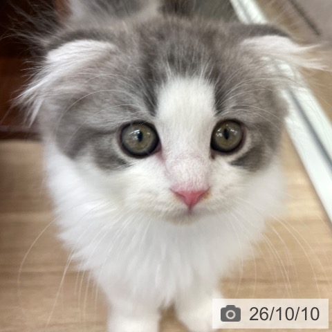 スコティッシュフォールドの写真