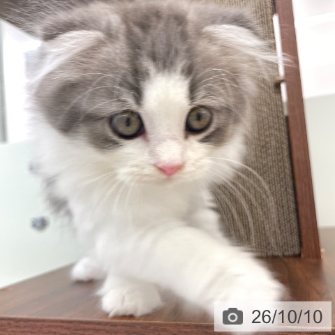 スコティッシュフォールドの写真
