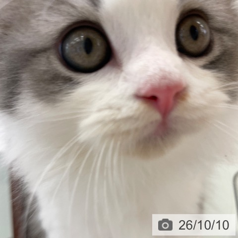スコティッシュフォールドの写真