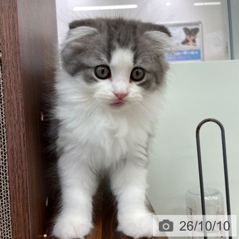 スコティッシュフォールドの写真