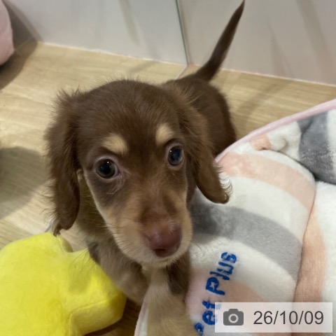 福岡県のミニチュアダックスフンド(ロング) (ペットプラス ららぽーと福岡店/2026年8月6日生まれ/女の子/チョコレートタン)の子犬の3枚目の画像