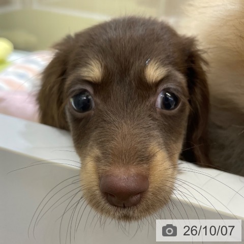 ミニチュア・ダックスフンドの写真