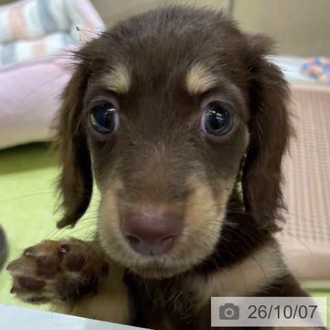 ミニチュア・ダックスフンドの写真