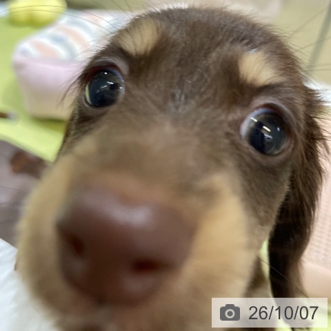 ミニチュア・ダックスフンドの写真