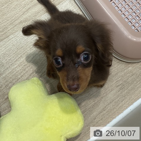 カニーンヘン・ダックスフンドの写真
