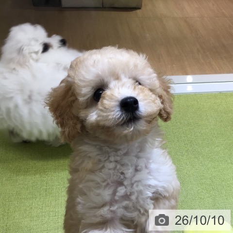 沖縄県のトイプードル(トイ) (ペットプラス 沖縄ライカム店/2026年8月4日生まれ/男の子/クリーム)の子犬の3枚目の画像